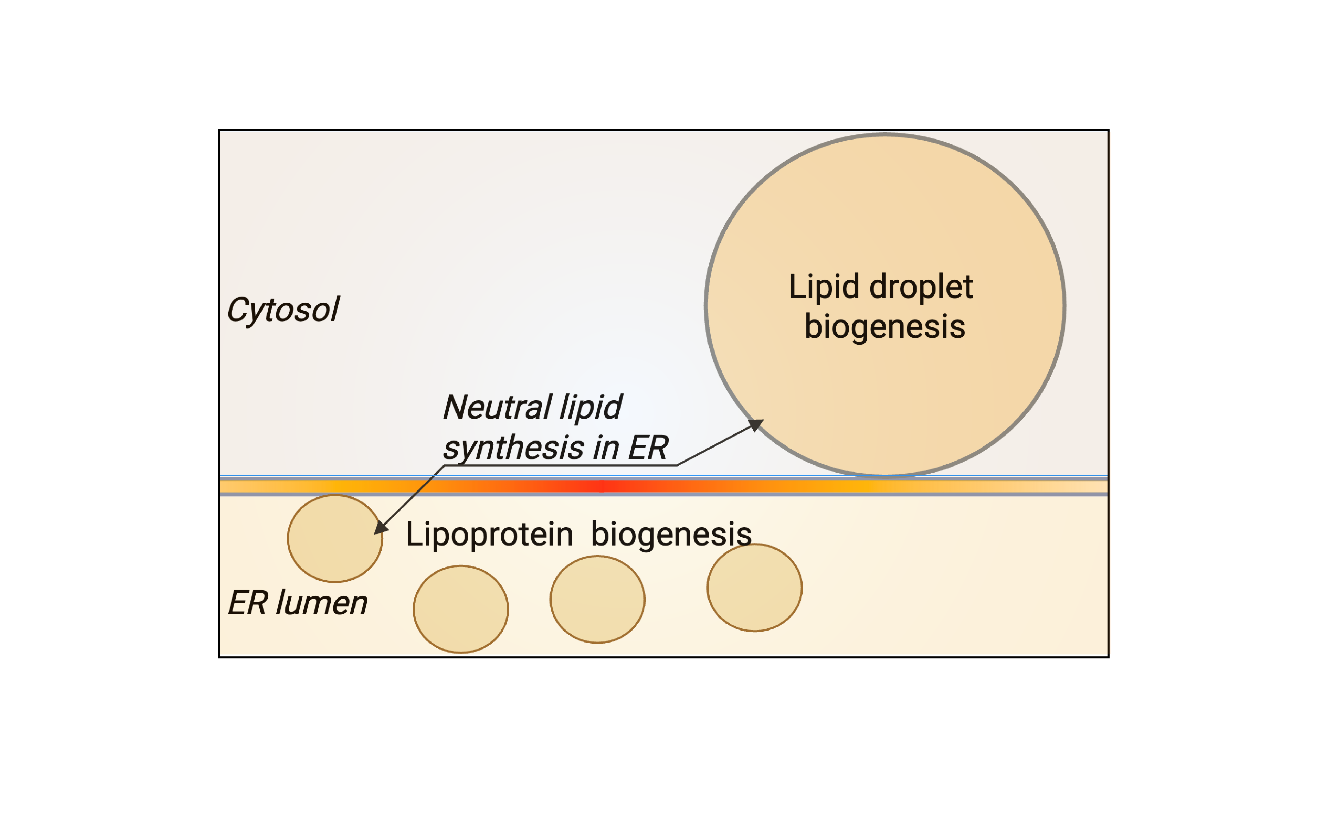 How is the fate of neutral lipids decided in the ER